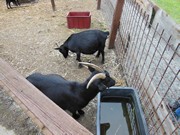 Výlet do svíčkárny Šestajovice